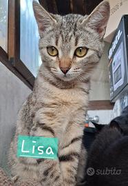Lisa gattina 7 mesi