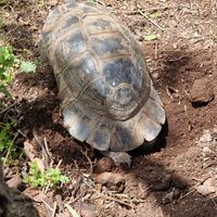 Tartaruga Marginata Sarda