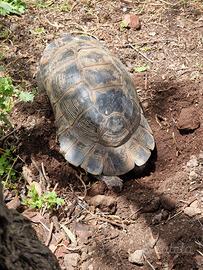 Tartaruga Marginata Sarda