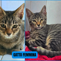 Gattine femmine STERILIZZAZIONE A MIO CARICO