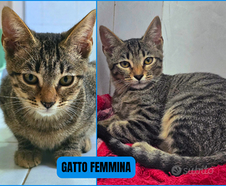 Gattine femmine STERILIZZAZIONE A MIO CARICO