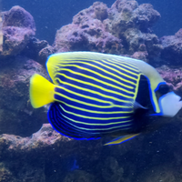 Pesce imperator pesce angelo