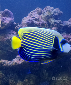 Pesce imperator pesce angelo