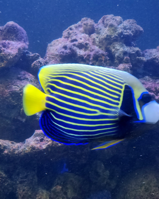 Pesce imperator pesce angelo