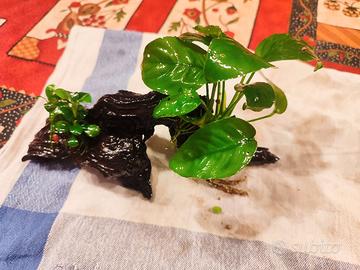 Anubias Barteri 