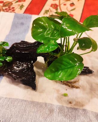 Anubias Barteri 