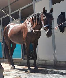 Cavallo Spagnolo