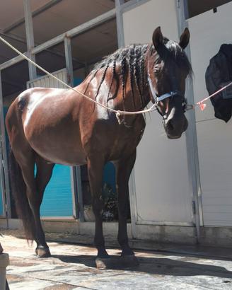 Cavallo Spagnolo