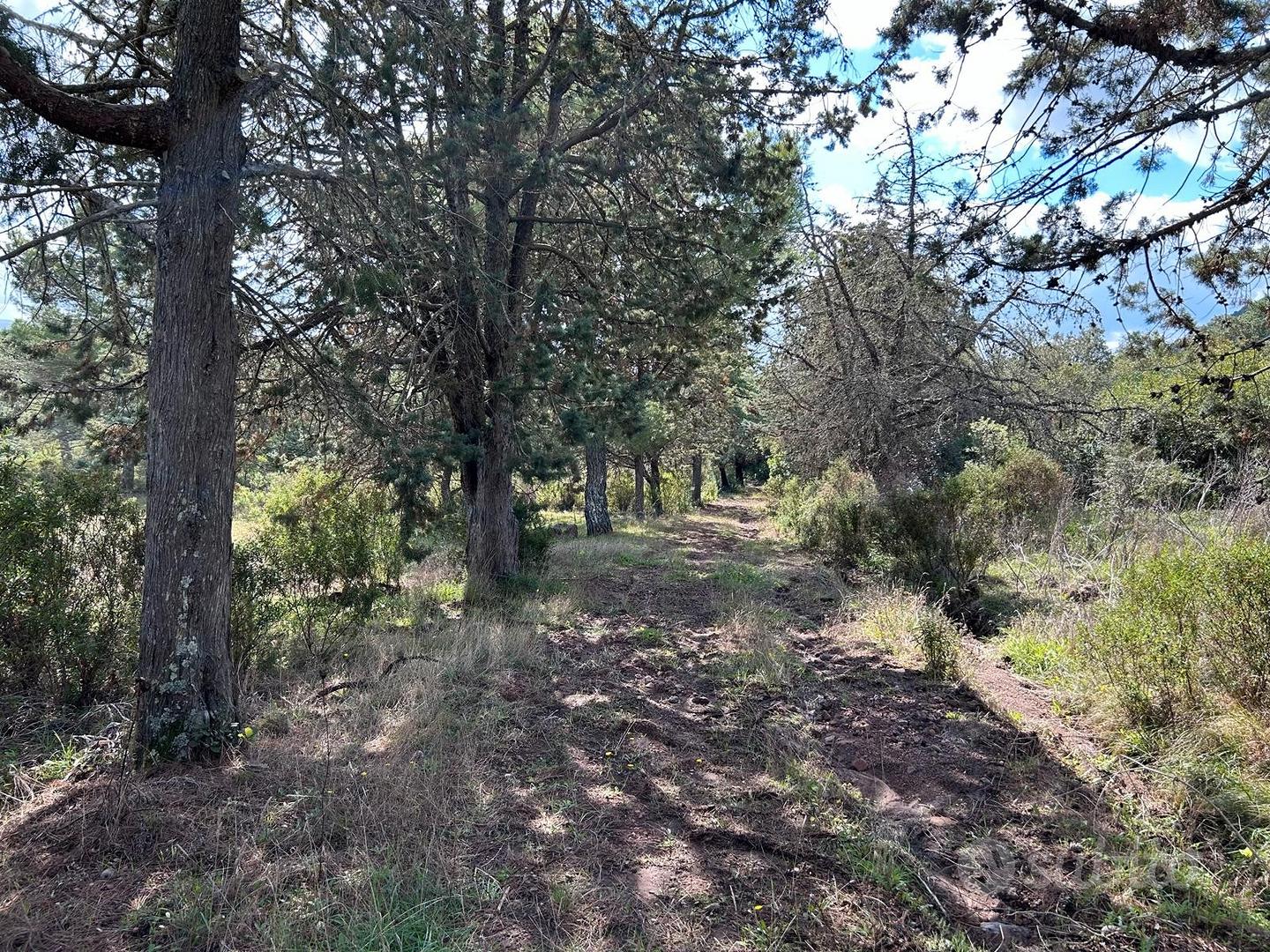 Terreno adatto biodiversità - Monte Minerva - - Altro