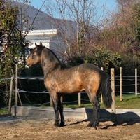 Cavallo lusitano per frisone
