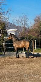 Cavallo lusitano per frisone