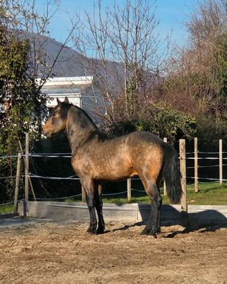 Cavallo lusitano per frisone