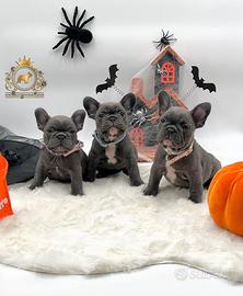 Luxurious French Lélite del bulldog francese Blue