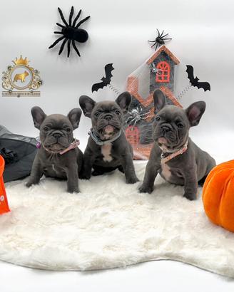 Luxurious French Lélite del bulldog francese Blue