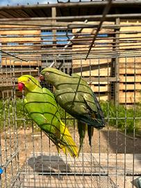 Parrocchetto dal collare