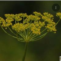 Finocchietto selvatico semi.