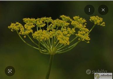 Finocchietto selvatico semi.