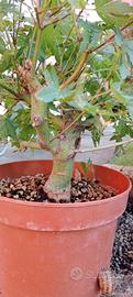 bonsai aceri palmati