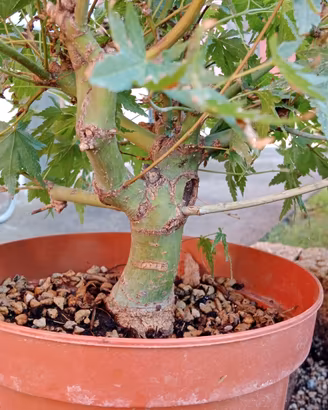 bonsai aceri palmati