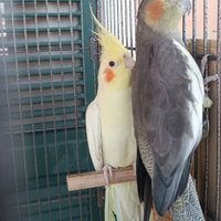 Coppia di calopsidi con gabbia