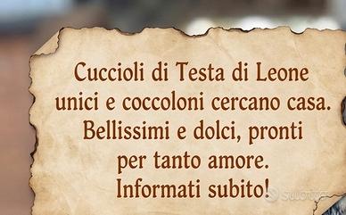 Testa di leone