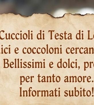 Testa di leone