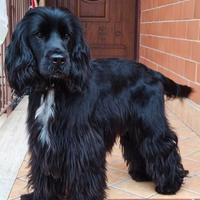 Cocker Maschio Per Monta