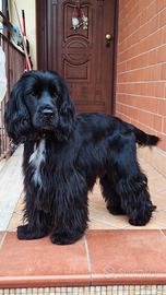 Cocker Maschio Per Monta