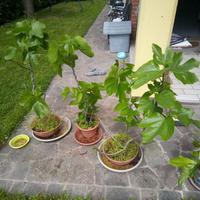 Piante ficus carica in vaso