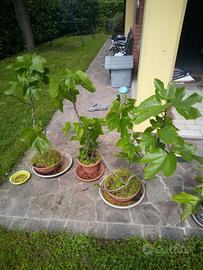 Piante ficus carica in vaso