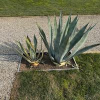 Agave Americana