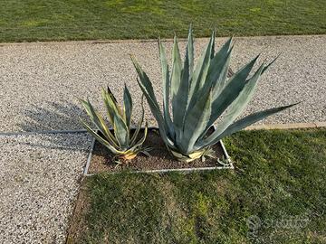 Agave Americana