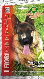 Pastore tedesco da monta