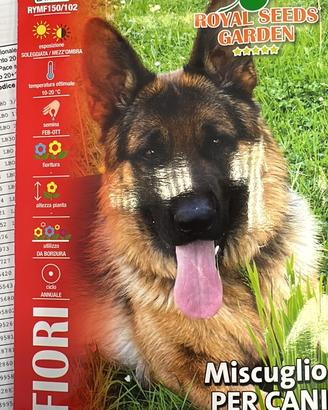 Pastore tedesco da monta