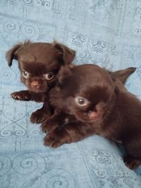 chihuahua cioccolato 