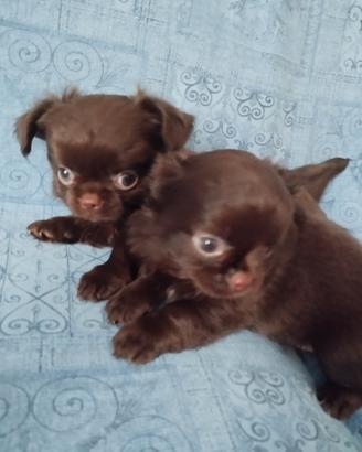 chihuahua cioccolato 
