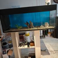 acquario 