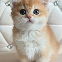 British / Scottish shorthair