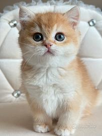 British / Scottish shorthair