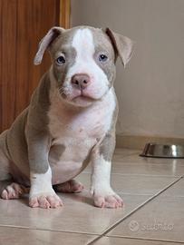 bully maschio