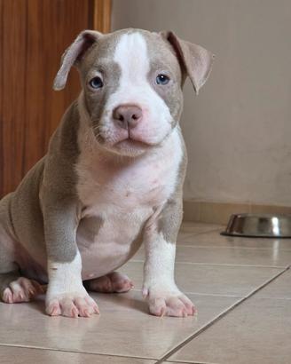 bully maschio