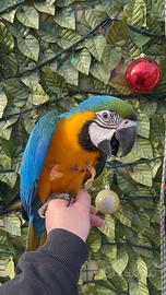 Ara ararauna allevata a mano