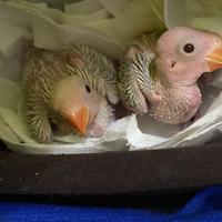 Parrocchetto collare allevato a mano