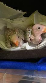 Parrocchetto collare allevato a mano