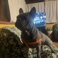 Bulldog francese blu per monta