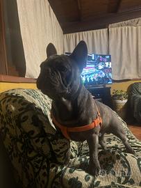 Bulldog francese blu per monta