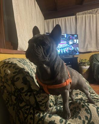 Bulldog francese blu per monta