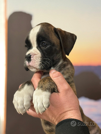 Cuccioli Boxer