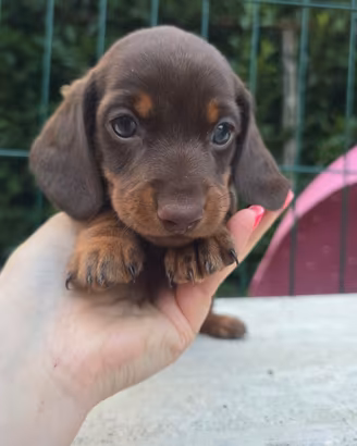 Bassottini maschi cioccolato pedigree enci