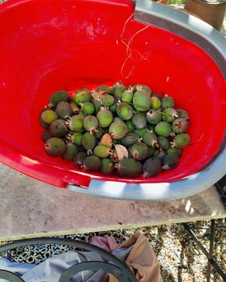 FEiJOA